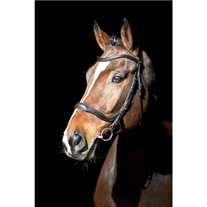 Schockemohle Equitus Delta Bridle
